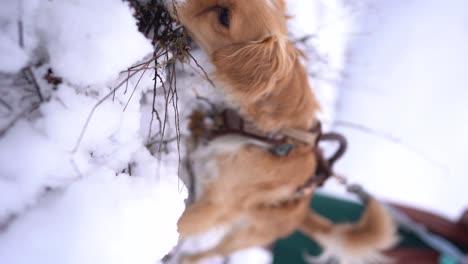 kokoni-dog-enjoying-fresh-snowfall