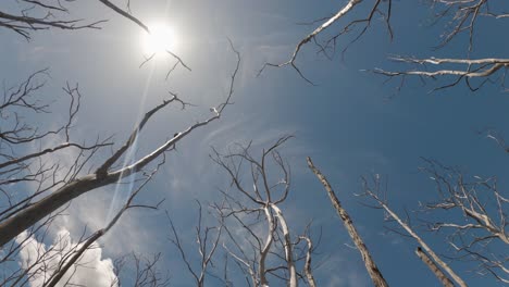 Old-forest-of-dead-trees-slow-moving-view-looking-up-at-blue-sky-and-winter-sunrays