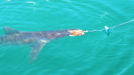 Shark-lured-to-cage-with-bait
