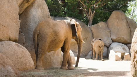 African-elephant-with-tusk-eat-at-Bioparc-Valencia-zoo,-medium-shot