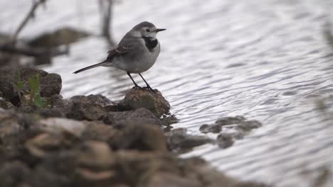 The-white-wagtail-a-small-passerine-bird-in-the-family-Motacillidae-walking-by-swallow-water-and-flying-in-slow-motion