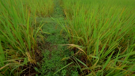 Kardanisches-Reisfeld,-Asiatische-Ernährung,-Reisernte,-Asien,-Palmen,-Bauern,-Felder,-Thailand