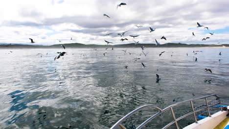 Flock-of-seagulls-attracted-by-chum-and-bait-used-during-shark-cage-diving