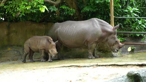 Mother-Rhinoceros-stands-next-a-wall-in-a-tropical-zoo-as-her-calf-follows-and-cuddles-with-her-leg,-slow-motion-shot