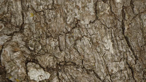 Close-up-of-small-brown-spider-walking-on-a-tree-trunk-at-night