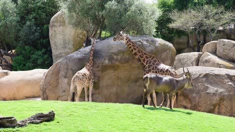 Couple-of-African-Giraffe-in-green-environment-in-Bioparc-Valencia-zoo,-medium-shot