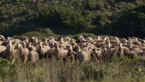 Flock-of-sheep-on-pasture-looking-into-camera,-static-cinematic-view,-golden-hour-colors
