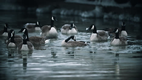 Flock-of-Wild-Canadian-Geese-Splashing-and-Bathing-in-Calm-Lake-Water