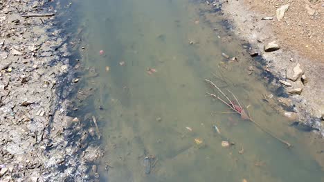 Cardúmenes-De-Pequeños-Peces-Nadando-En-Un-Río-Contaminado-En-Labuan-Bajo-En-La-Isla-De-Flores-En-Indonesia