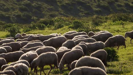 Herd-of-sheep-are-moving-around-green-pasture-Camera-panning-movement