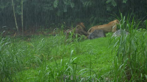Lion-chases-lioness-into-lion-a-dark-Lions-den-during-a-rain-storm-in-a-tropical-rainforest,-slow-motion-following-shot