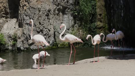 Flamingo-bird-group-walk-near-water-in-bioparc-valencia-zoo,-medium-shot