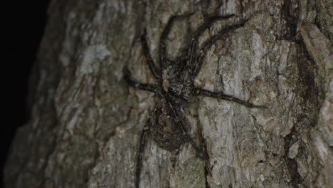 Brown-spider-on-a-tree-trunk-at-night-close-up