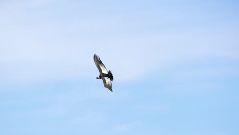 Andenkondor-Mit-Erwachsenem-Gefieder-Fliegt-über-Die-Anden-Mit-Blauem-Himmel
