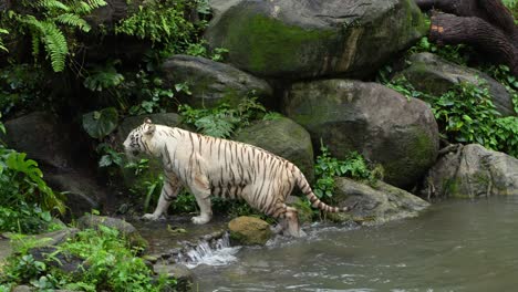 A-white-tiger-walks-out-of-the-water-and-up-onto-the-rocky-tropical-shore,-slow-motion-following-shot