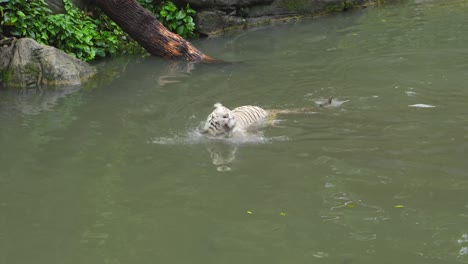 A-white-tiger-gazes-around-as-it-swims-in-a-pond-and-shakes-water-off-of-its-head,-slow-motion-following-shot
