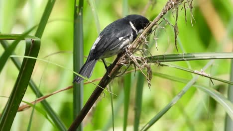 Small-black-songbird-sitting-on-jungle-tree-branch-and-fly-away,-static-view