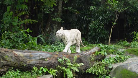 A-white-tiger-walks-onto-a-large-log-and-shakes-the-water-off-its-head-as-it-walks-and-glances-around,-slow-motion-following-shot