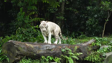 A-white-tiger-yawns-several-times-as-it-glances-around-while-standing-on-a-large-log,-slow-motion