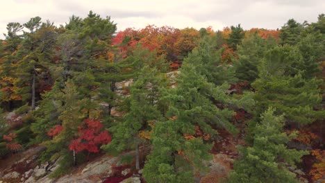 Coastal-autumn-forest-colors-with-rocky-floor,-aerial-drone-view