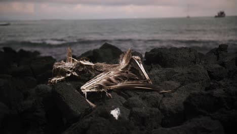 climate-change-dead-pelican-ocean-cleaup-galapagos-islands-french-Polynesia