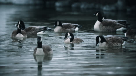 Flock-of-Wild-Canadian-Geese-Splashing-and-Bathing-in-Calm-Lake-Water