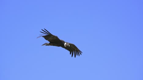 Andenkondor-Im-Flug-Zeigt-Seine-Flügelspannweite