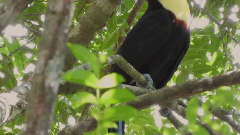Chestnut-mandible-toucan-bird-in-a-tree,-hiding-behind-tree-leaves