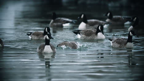 Flock-of-Wild-Canadian-Geese-Bathing-and-Splashing-in-Calm-Lake-Water