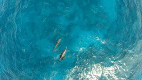 Luftaufnahme-Für-Delfine-Im-Korallenriff-Des-Roten-Meeres-In-Ägypten
