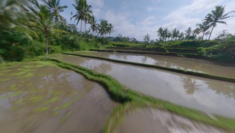 FPV-Drohnen-Dolley-Schoss-über-Die-Mit-Wasser-Gefüllten-Reisterrassenfelder-In-Bali