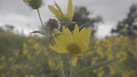 Nahaufnahme-Einer-Gelben-Blume-In-Einem-Feld