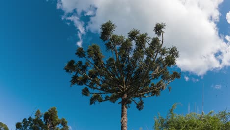 Timelapse-capturing-a-Brazilian-pine-tree-with-the-movement-of-clouds-and-blue-sky