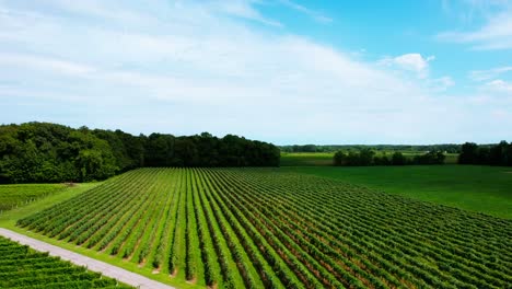 -Aerial-view-of-vineyard-and-agricultural-land-with-forest-trees-in-distance,-captured-during-sunshine-day,-location-West-Michigan,-USA