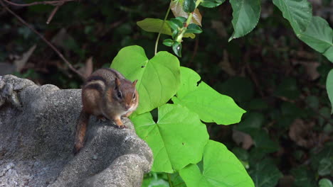Cute-Chipmunk-Yawning-Perched-on-Outside-Birdbath-with-Blurred-Greenery-Background