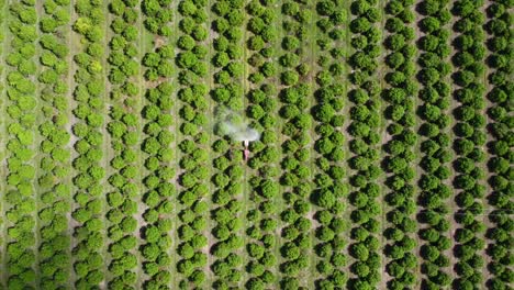Aerial-birds-eye-view-tractor-driving-and-spraying-fertiliser-on-crop