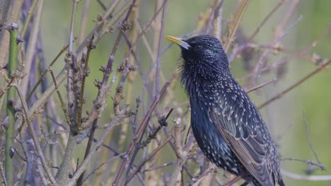 Pájaro-Estornino-Primer-Plano-Plumas-Canto-Salvaje-Animal-Naturaleza-Reino-Unido