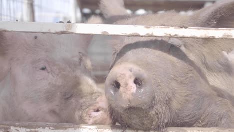 Two-muddy-pigs-along-a-fence