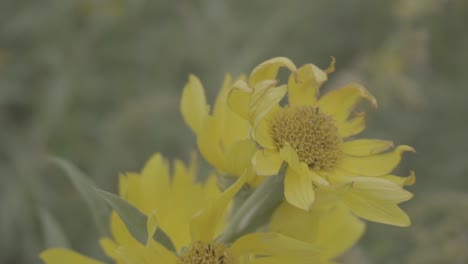 Nahaufnahme-Einer-Blumengruppierung-In-Der-Mitte-Eines-Feldes