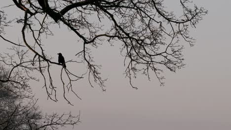 Cuervo-Pájaro-Negro-árbol-Silueta-Encaramado-Animal-Salvaje-Naturaleza-Copia-Espacio-Reino-Unido