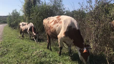 Close-up-view-of-two-cows-grazing-next-to-road