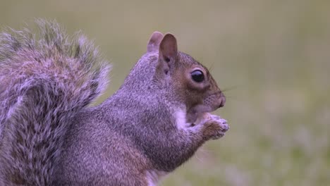 Squirrel-Grey-Feeding-Bread-Cute-Mammal-Animal-Wild-Nature-UK