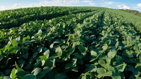 No-tillage-system-in-soybean-crop,-Brazil