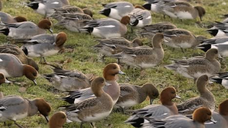 Wigeon-Birds-Flock-Feeding-Grass-Wildfowl-Animal-Nature-Winter-UK