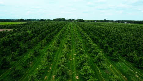 Luftaufnahme-Von-Landwirtschaftlichen-Flächen,-Entlang-Der-Reihen-Fliegend,-Waldbäume-In-Der-Ferne,-Standort-West-Michigan,-USA
