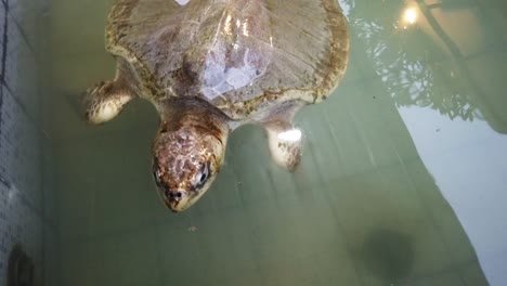 Rescued-Green-Sea-Turtle-Swims,-Conservation-Center-Water-Pool-Sanur-Bali-Indonesia-Big-Reptile-Closeup,-Cute-Animal-in-Danger-of-Extinction