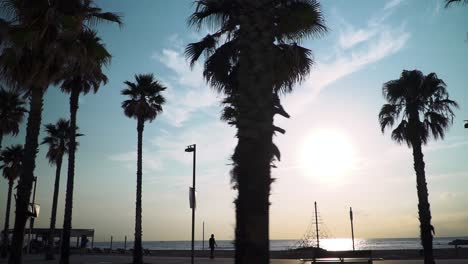 tracking-shot-of-palm-trees-by-the-beach-in-Barcelona