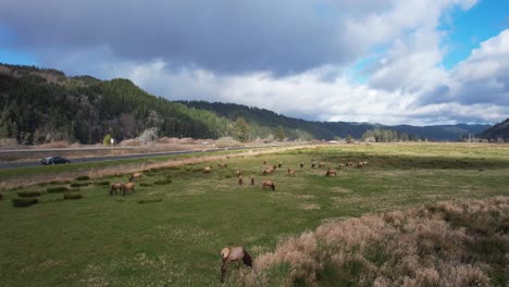 Beautiful-4K-aerial-shot-gliding-over-wild-Elk-at-Dean-Creek-Elk-Viewing-Area-in-Reedsport,-Oregon
