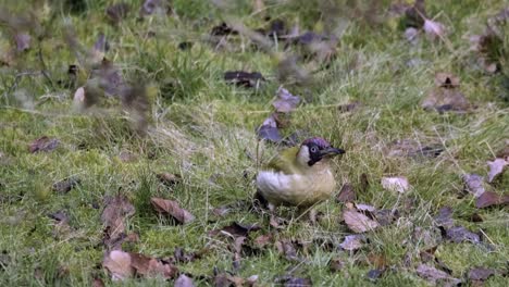 Vogel-Specht-Grün-Fütterung-Gras-Tier-Natur-Großbritannien