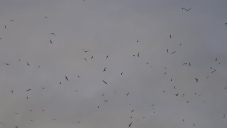 Birds-Flying-Flock-Lots-Hundreds-Seabirds-Background-Sky-Isolated-Wild-Nature-UK